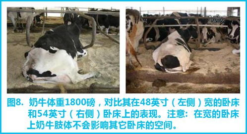 福州奶牛牧场攻略