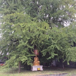 福州古禅寺攻略图