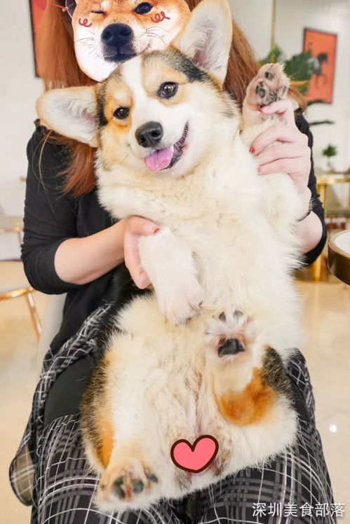 福州狗咖好玩吗