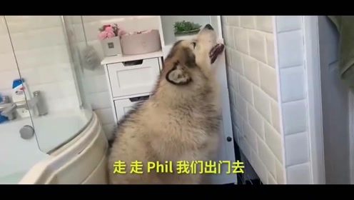 福州狗狗洗浴哪家好玩