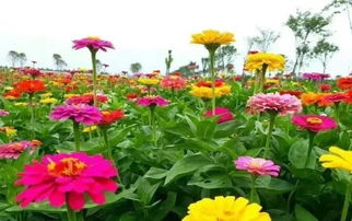 福州花海公园攻略门票