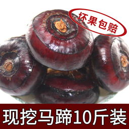 福州特产水果马蹄