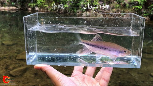 福州特产锦鲤视频介绍