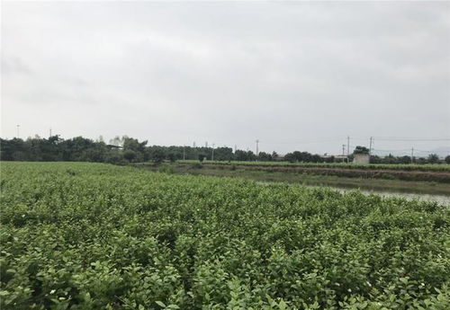 福州茉莉花特产介绍图片