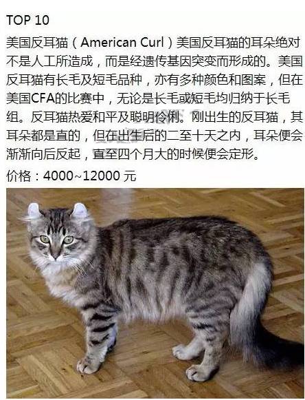 我的世界猫起名怎么起名