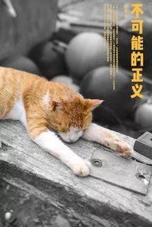 傅影帝家的猫成精啦免费阅读 短剧傅影帝天天想官宣全集完整版 