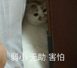 带猫逃兵役险被冻死