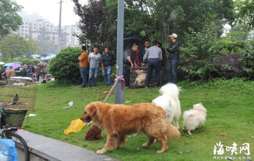 福州宠物游玩攻略