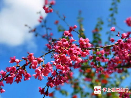 福州好玩的樱花