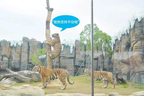 福州动物园攻略快穿