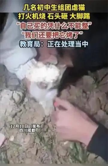 4名中学生组团虐猫？官方：停课反省