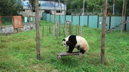 下雨天福州动物园好玩吗