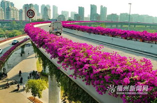福州花海攻略