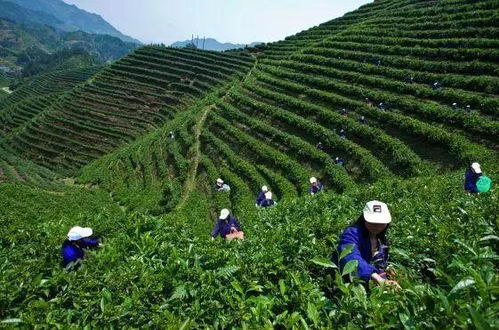 福州采茶攻略