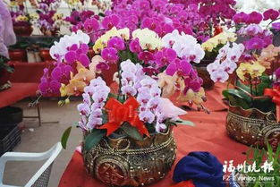 福州哪里花市好玩