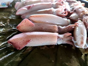 福州鱼排海钓攻略