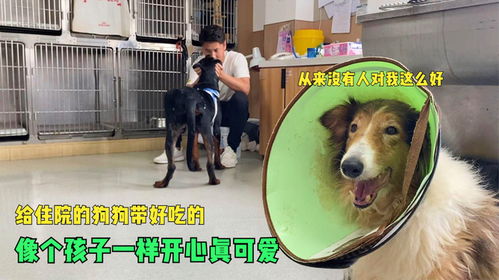 福州好吃的狗狗