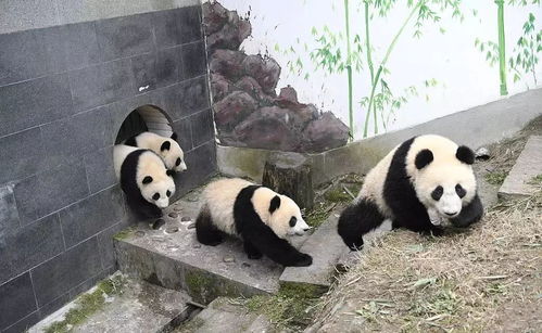 福州熊猫园攻略