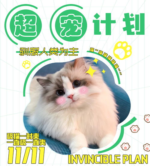 福州猫咖哪家好玩