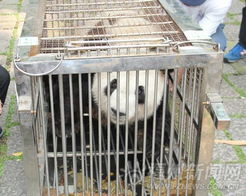 福州熊猫世界好玩么
