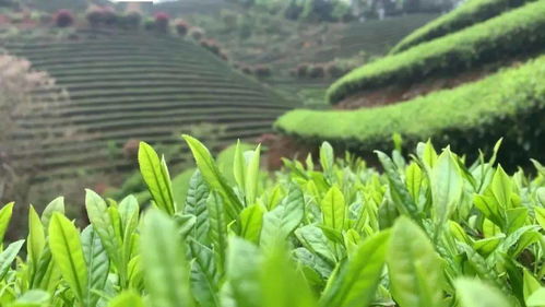 福州出口什么茶叶好吃