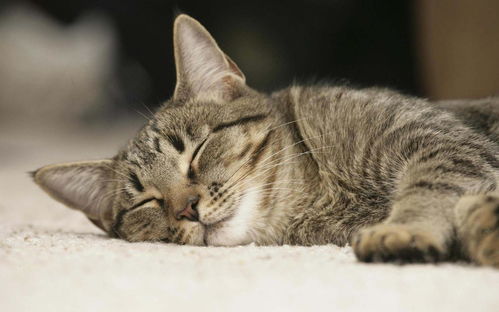 福州遛猫哪里好玩