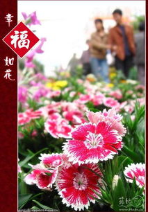 福州花市拍照攻略