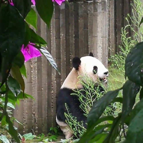 福州熊猫世界攻略