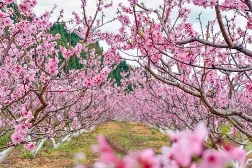 福州看桃花攻略