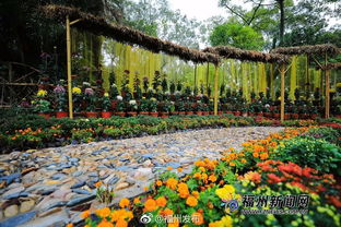 福州西湖菊展攻略