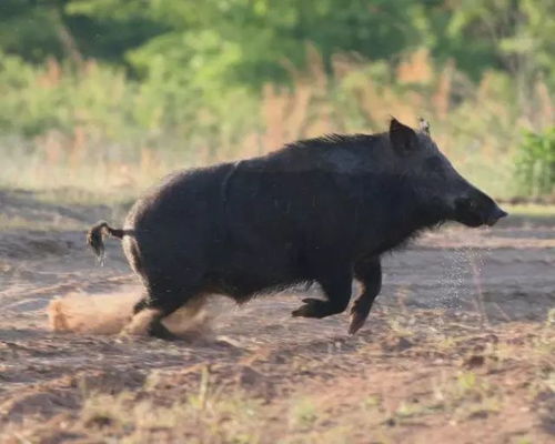 野猪冲进饭馆被多名食客抓住