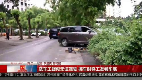 四川一小熊猫疑被车辆撞倒躺在路中间