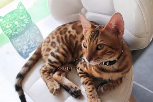 福州哪家猫咖好吃