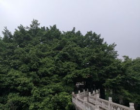 福州古西禅寺攻略
