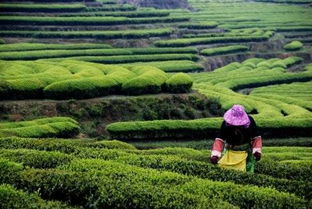 福州哪里茶山好玩点