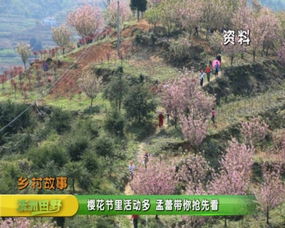 福州樱花节好玩吗