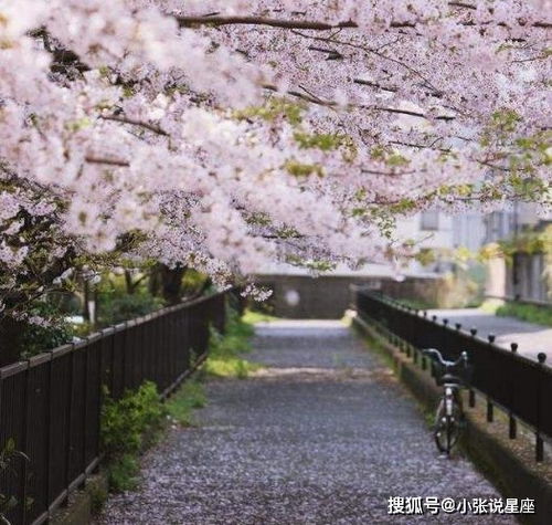 福州樱花营地旅游攻略