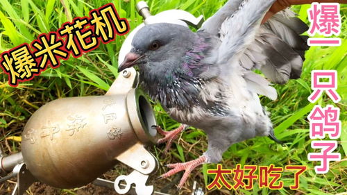 福州哪里吃鸽子好吃