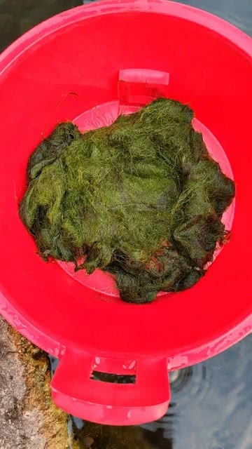 福州油炸青苔哪家好吃