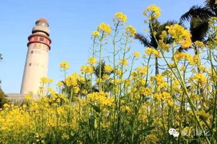 福州花海公园赏花攻略