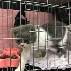 福州买猫攻略地方