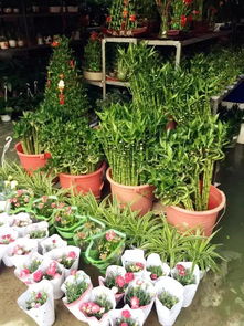 福州哪个花鸟市场好玩