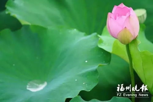 去福州看荷花攻略