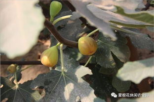 福州无花果采摘攻略