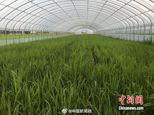福州袁隆平大米好吃吗
