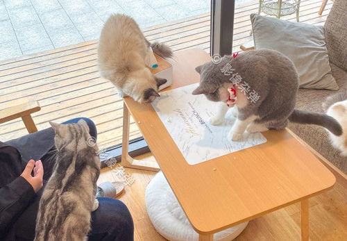 猫咖福州哪家好吃