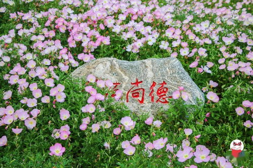 福州冬日花海好玩吗现在