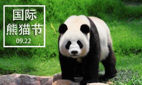 熊猫公园福州好玩吗现在