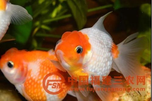 福州哪家金鱼好吃点啊