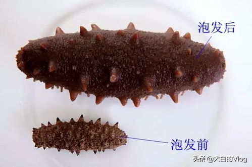 福州哪里买干海参好吃